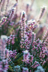 Beautiful heather in frost on a sunny autumn day