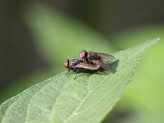 House flies are mating on leaves