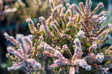 Beautiful heather in frost on a sunny autumn day