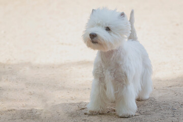 Close-up of a The West Highland White Terrier  dog at a dog show