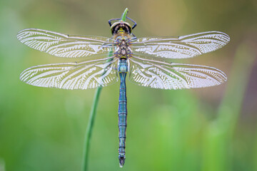 A Brilliant Emerald dragonfly (Somatochlora metallica) resting on a plant, sunny day in summer