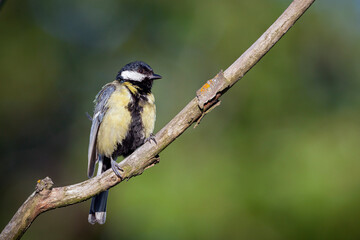 Great tit bird sitting on a branch. Blurred light background, copy space. Side view, close up. Genus species Parus major.