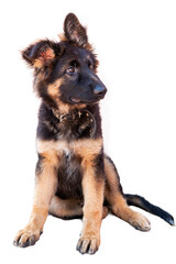 A beautiful puppy is the German shepherd, isolated on a white background. Fluffy dog close-up of brown and black color