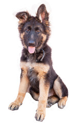 A beautiful puppy is the German shepherd, isolated on a white background. Fluffy dog close-up of brown and black color