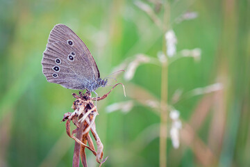 Beautiful butterfly in the morning dew on a flower.