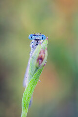 A blue dragonfly is sitting on a flower in a meadow. Insect dragonfly close-up macro