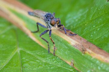 Macro Photo of Robber Fly. Assassin Flies. Asilidae. The Asilidae are the robber fly family, also called assassin flies. This fly is also called Ommatius.