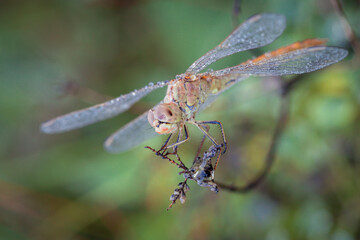 A macro shot capturing a The scarlet dragonfly (Crocothemis erythraea) adorned with morning dew droplets, clinging to a slender twig against a soft green background.