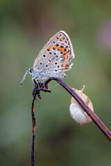 Beautiful small butterfly of the Lycaenidae family, Polyommatus species, on a plant.