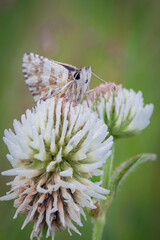 Beautiful butterfly in the morning dew on a flower.
