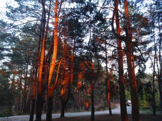 Morning in the forest 