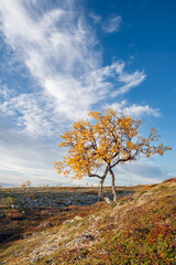 A lonely mountain birch with vivid autumn colors on a beautiful autumn morning in the vast landscape of highlands in Utsjoki, Finnish Lapland