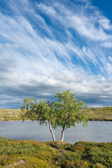 A beautiful summer day by a small pond in the fells in Utsjoki, Finnish Lapland