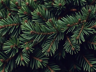 Obraz premium Close-up shot of a seamless pine wallpaper design with intricate details and vibrant green colors, detail, pine