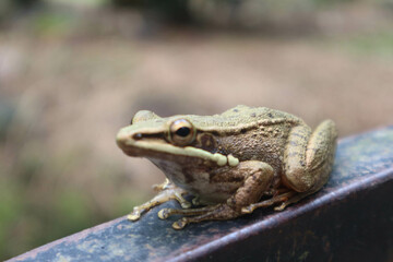 closeup brown frog on the bridge handrails
