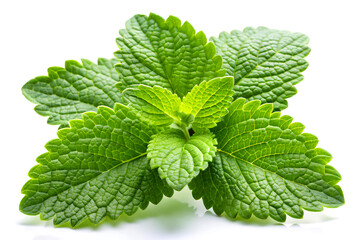 Fresh mint leaf leaves isolated on white background. Mint herb. Generative AI
