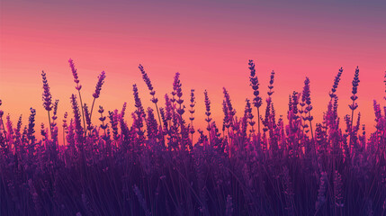 Fototapeta premium A field of lavender at sunset. silhouette illustration