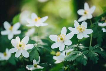 Fototapeta premium Delicate wildflowers blooming in a shady area of the forest