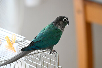 ウロコインコのりんちゃん