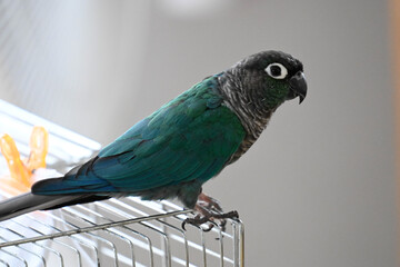 ウロコインコのりんちゃん