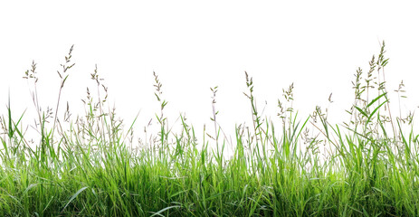 Fototapeta premium PNG Grassfield background isolated nature.