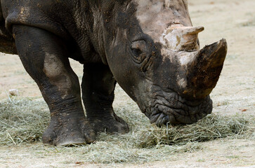 Obraz premium サイ