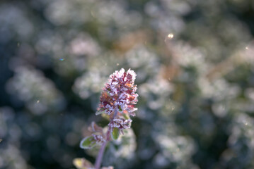 Beautiful thyme in frost on a sunny autumn day