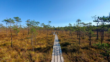 wooden footpath in swamp in the Jugu  taken inside a forest. Swamp in autumm