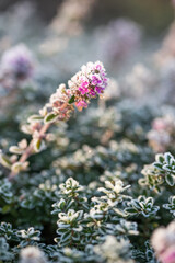 Beautiful thyme in frost on a sunny autumn day