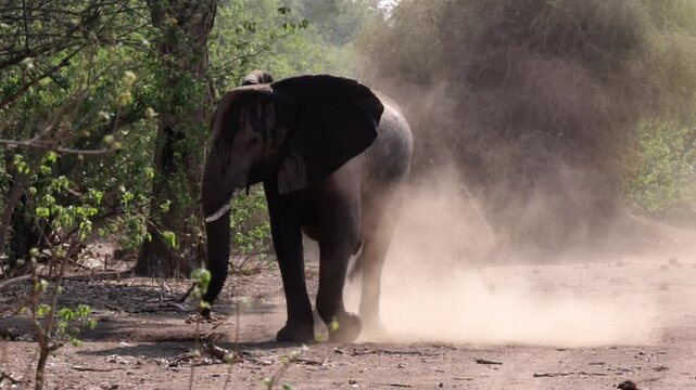 African elephant having a dust bath