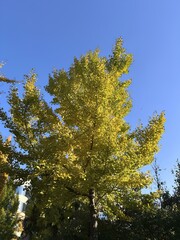 풍성한 은행나무