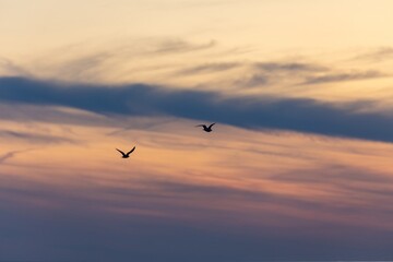 Birds flying in the sky at sunset. Bonaventure, Quebec, Canada.