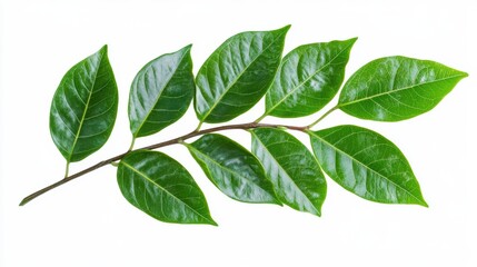 Obraz premium Green leaves javanese treebine isolated on white background