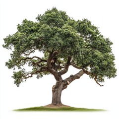 Majestic Live Oak Tree Isolated on white background