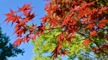 Red maple leaves in the spring sunlight.