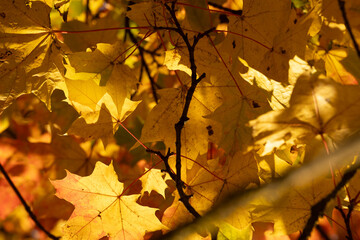 Beautiful sunny autumn scenery with maple leaves un Latvia. Seasonal scenery of Northern Europe.