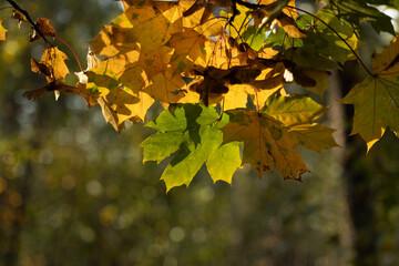 Beautiful sunny autumn scenery with maple leaves un Latvia. Seasonal scenery of Northern Europe.