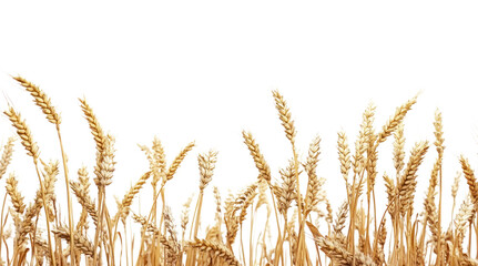 PNG Wheat landscape wheat background field.