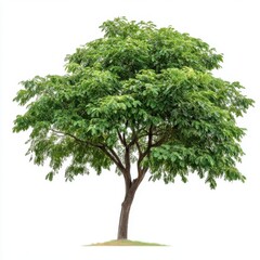Verdant Kentucky Coffeetree on White Background