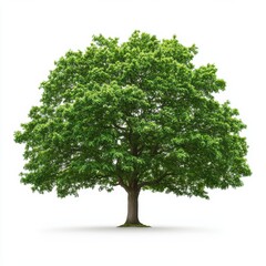 Obraz premium Vibrant Pin Oak Tree with Green Leaves isolated on white background