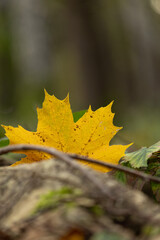 Beautiful yellow maple leaves fallen on the ground in autumn Latvia forest. Seasonal scenery of Northern Europe.