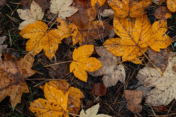 Beautiful yellow maple leaves fallen on the ground in autumn Latvia forest. Seasonal scenery of Northern Europe.