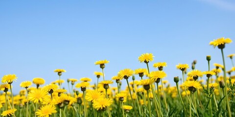 Field of vibrant yellow dandelions against a clear blue sky, perfect for a spring or nature-themed background, field, blue sky