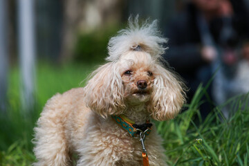 Poodle barks while walking. A small beige dog is standing on the grass. The owner holds the dog by the leash. Funny photos of pets.