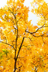 Beautiful golden maple leaves in the branches against blue sky. Sunny autumn day in Latvia. Seasonal scenery of Northern Europe.