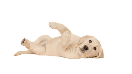 Golden retriever puppy playing on a green lawn, looking up at the camera with bright eyes on transparency