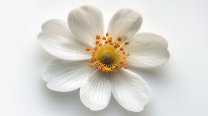 Fototapeta premium A single white flower with yellow center on a white background.