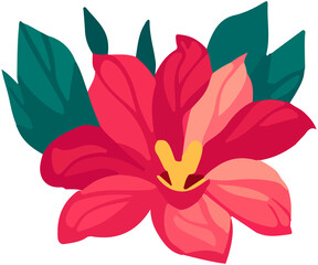 Red poinsettia flowers