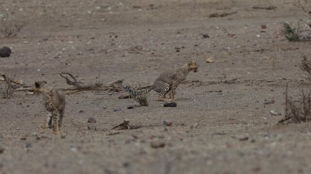  a young cheetah cub leaving his mark
