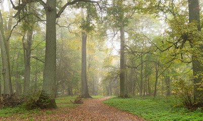 Beautiful foggy autumn morning landscape at the lakeside forest in Latvia. Footpath through the fall park. Seasonal scenery of Northern Europe.